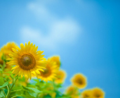 夏バテの症状とは？