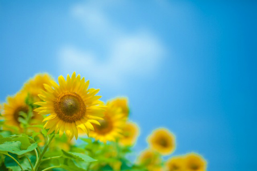 夏バテの症状とは?